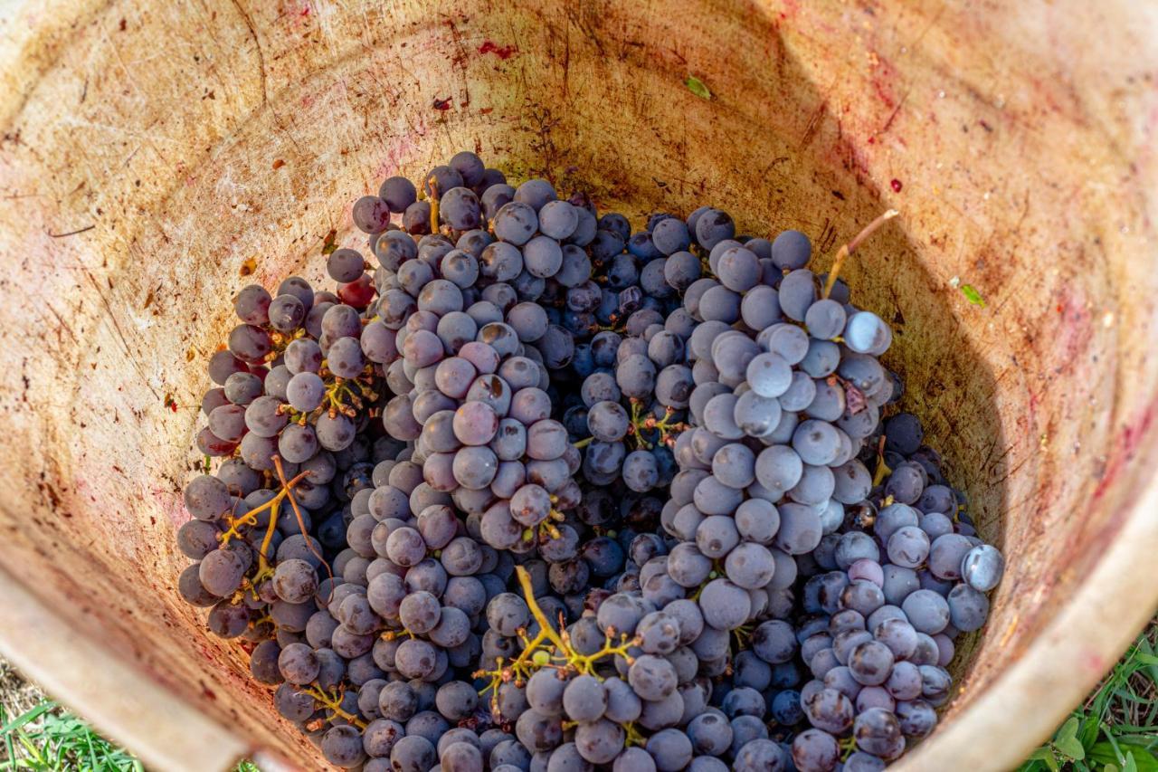 Podere Sant'Antonio Fauglia Bagian luar foto
