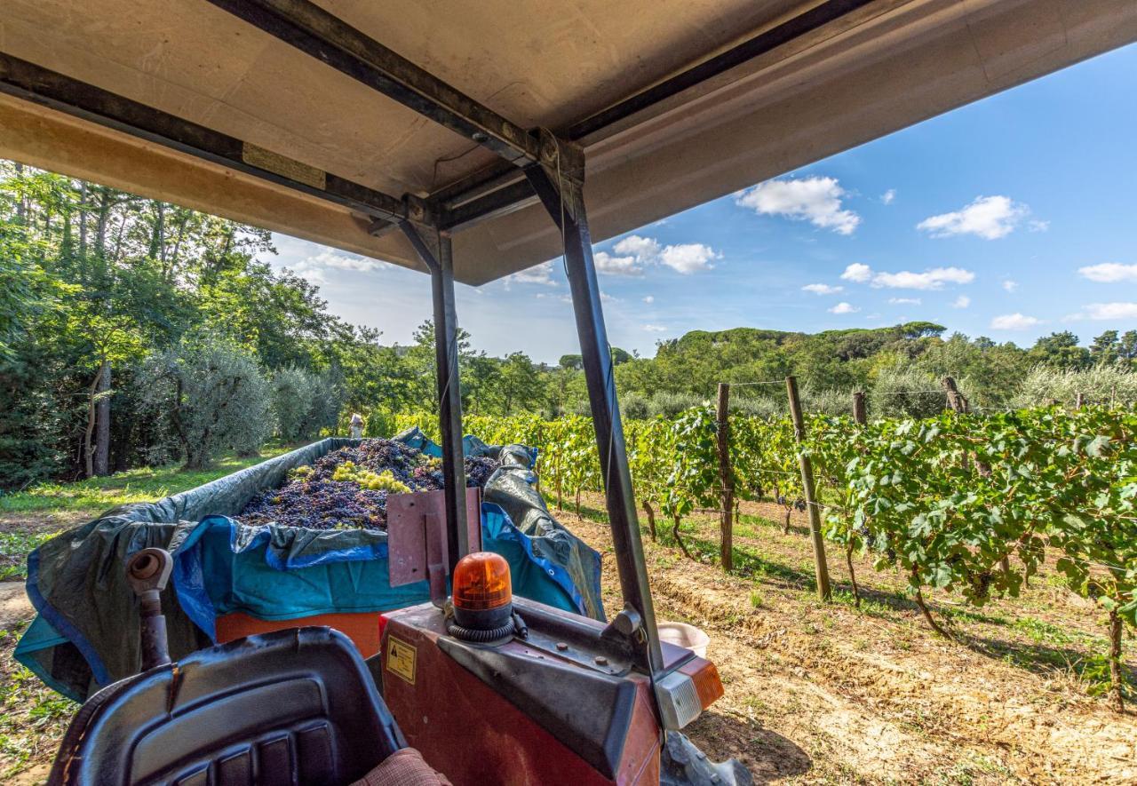 Podere Sant'Antonio Fauglia Bagian luar foto