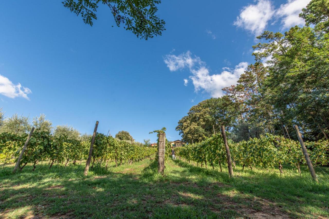 Podere Sant'Antonio Fauglia Bagian luar foto