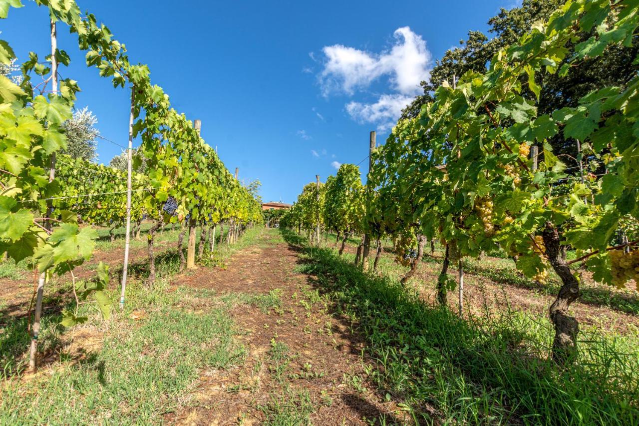 Podere Sant'Antonio Fauglia Bagian luar foto