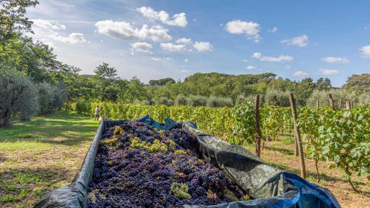 Podere Sant'Antonio Fauglia Bagian luar foto